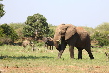 Fototapeta premium Afrikanischer Elefant / African elephant / Loxodonta africana