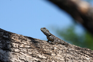 Atlasagame oder Blaukehlagame / Black-necked agama or Southern tree agama / Acanthocercus atricollis or Agama atricollis