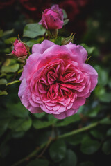 pink rose in garden