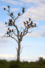 Weißrückengeier / White-backed Vulture / Gyps africanus