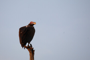 Ohrengeier / Lappet-faced vulture or Nubian vulture / Torgos tracheliotus