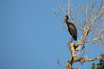 Mohrenklaffschnabel / African openbill / Anastomus lamelligerus