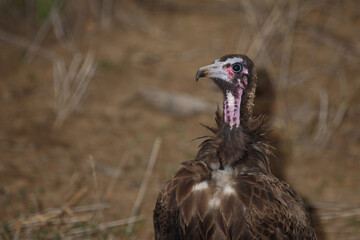 Kappengeier / Hooded vulture / Necrosyrtes monachus..