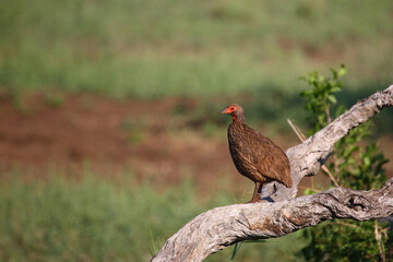 Swainsonfrankolin / Swainson's francolin or Swainson's spurfowl / Francolinus swainsonii.