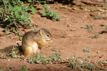 Ockerfußbuschhörnchen / Tree squirrel / Paraxerus cepapi