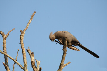 Graulärmvogel / Grey lourie or Grey go-away-bird / Corythaixoides concolor