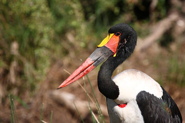 Sattelstorch / Saddle-billed Stork / Ephippiorhynchus senegalensis..