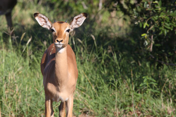 Schwarzfersenantilope / Impala / Aepyceros melampus.