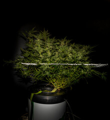 S.A.G.E. variety of marijuana flower in white scrog net with black background