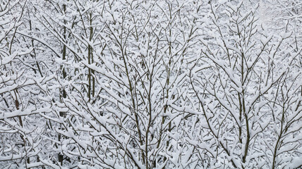 Winter Trees after snowfall.