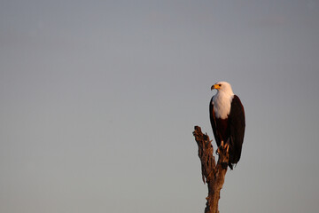 Afrikanischer Schreiseeadler / African fish-eagle / Haliaeetus vocifer.