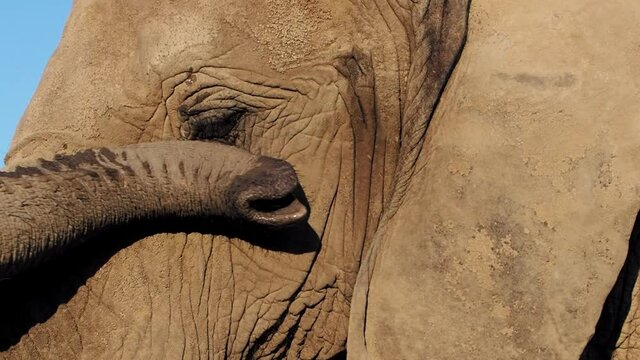 Afrikanischer Elefant: Nahaufnahmen frontal von Rüssel, Augen, Ohren, Stoßzahn, slow motion, loxodonta africana