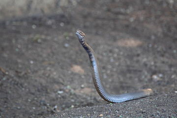 Mosambik-Speikobra / Mozambique spitting cobra / Naja mossambica