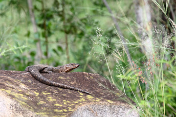 Felsen-Schildechse / Giant plated lizard / Gerrhosaurus validus