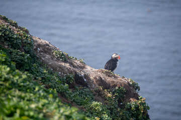 Landscape of puffin sitting on grassy cliff in Grimsey Island Iceland