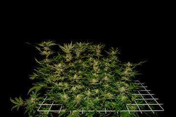 S.A.G.E. variety of marijuana flower in white scrog net with black background
