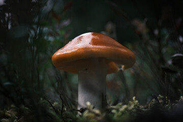 mushrooms in the forest