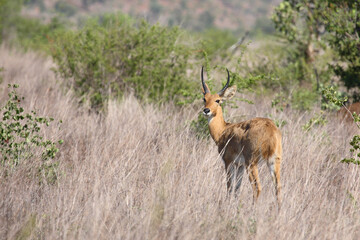 Großriedbock / Southern reedbuck or Common reedbuck / Redunca arundinum