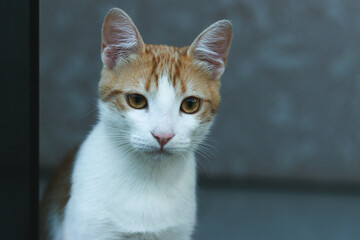 A Yellow and White cat with beaultiful eyes
