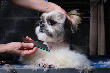 Groomer trimming dog. Female hands of groomer haircut Shitzu or Shih tzu dog on the table for grooming in the beauty salon for dogs. Selective focus on hand with comb.