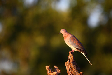 Palmtaube oder Senegaltaube / Laughing dove or Little brown dove / Stigmatopelia senegalensis uel Spilopelia senegalensis
