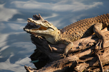 Nilkrokodil / Nile crocodile / Crocodylus niloticus..