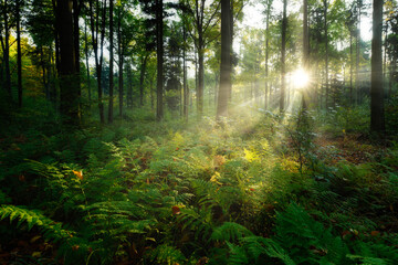 Fototapeta premium Beautiful sunny morning in the green forest