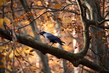 blackbird on a branch