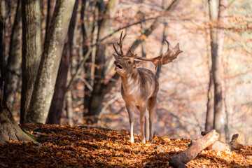 deer in the forest