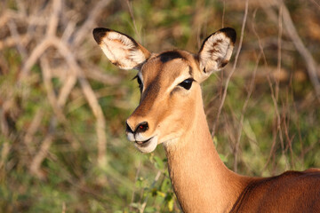 Schwarzfersenantilope / Impala / Aepyceros melampus