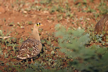 Nachtflughuhn / Double-banded sandgrouse / Pterocles bicinctus