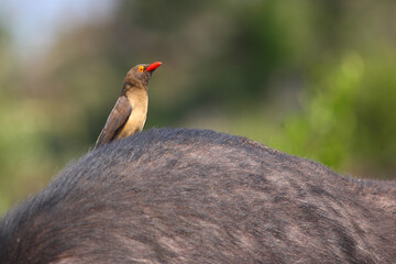 Rotschnabel-Madenhacker / Red-billed oxpecker / Buphagus erythrorhynchus