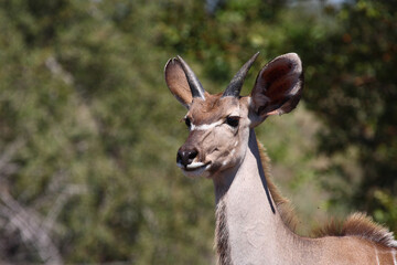 Großer Kudu / Greater kudu / Tragelaphus strepsiceros.....