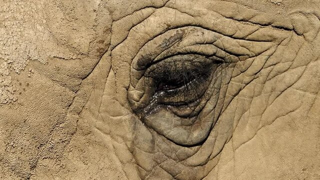 nahaufnahme von einem auge eines afrikanischen elefanten, loxodonta africana, slow motion