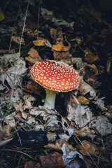 fly agaric mushroom