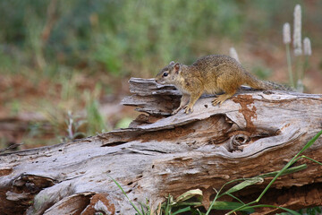 Ockerfußbuschhörnchen / Tree squirrel / Paraxerus cepapi