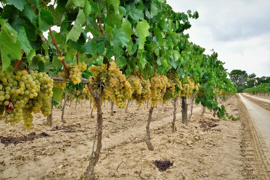 cosecha 2021 cava vino penedes