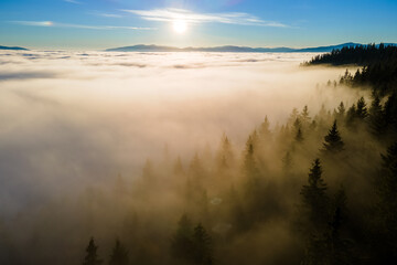 View from above of dark moody pine trees in spruce foggy forest with bright sunrise rays shining through branches in autumn mountains.