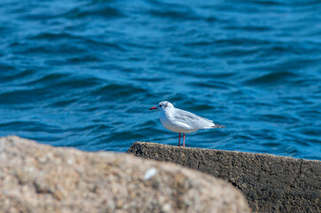 A seagull sits on a stone on the Black Sea coast.