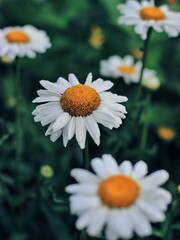 daisies in a field