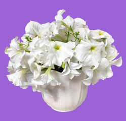A Bouquet of White petunias in a vase isolated on purple