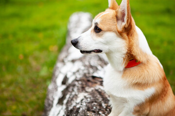 Portrait of a corgi puppy in summer.