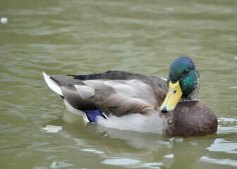 duck on the lake