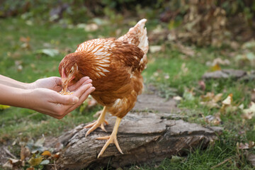 Woman feeding chicken in yard on farm, closeup. Domestic animal