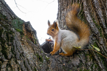 Naklejka na ściany i meble A forest wild squirrel sits on a tree near a hollow. The animal in the autumn period makes food reserves. Change of squirrel fur coat to white winter. Close-up