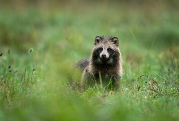 Common raccoon dog ( Nyctereutes viverrinus )