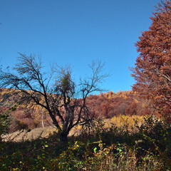 Dead tree in the shadows watching over colourful forest