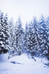 Fototapeta premium Winter in the mountains and windbreak after snowfall