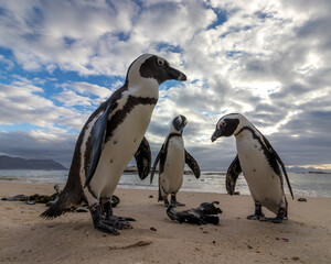 Fototapeta na wymiar Small population of very curious African penguins also known as Jackass penguins