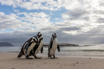 Small population of very curious African penguins also known as Jackass penguins